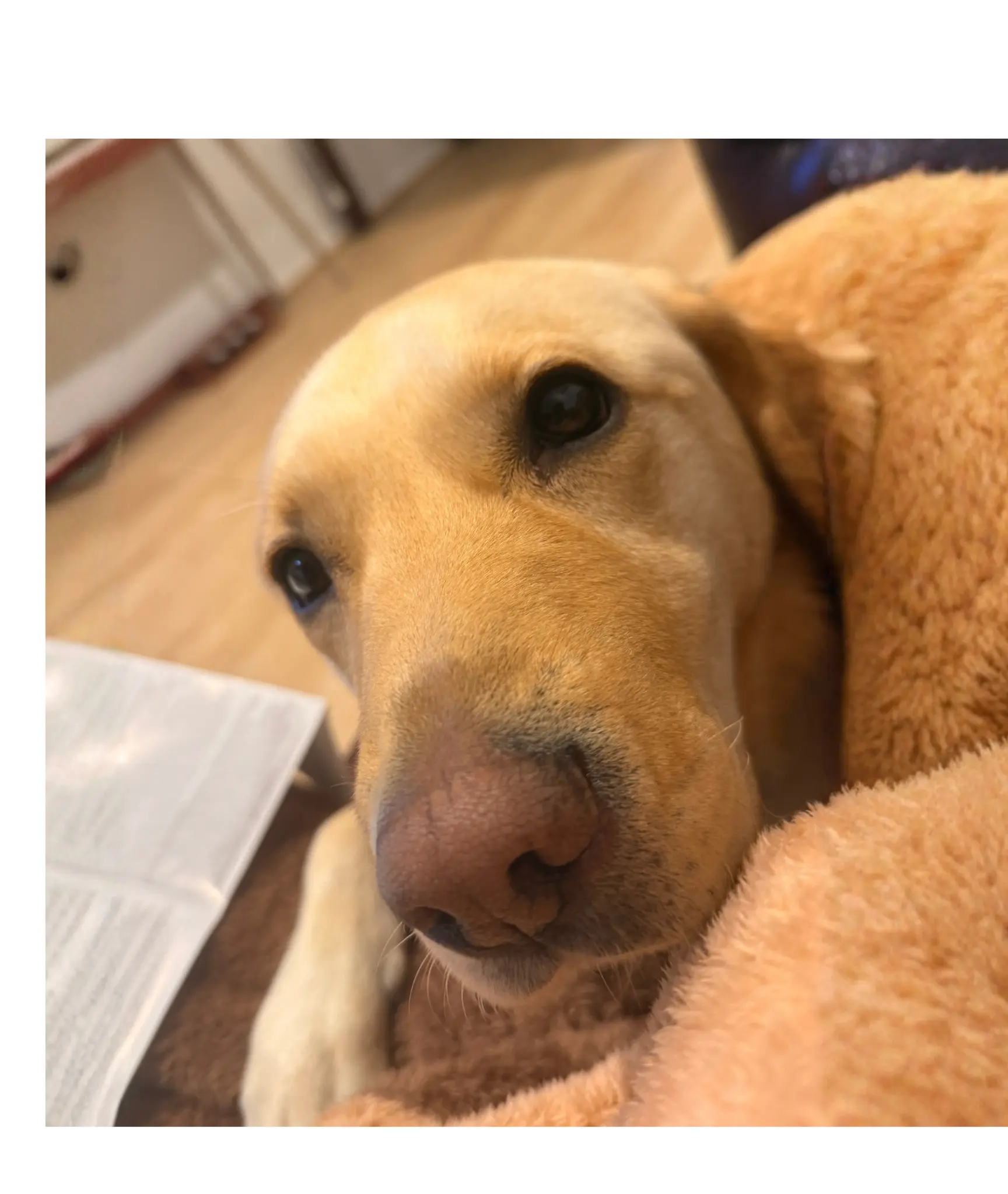 Yi Wang's dog