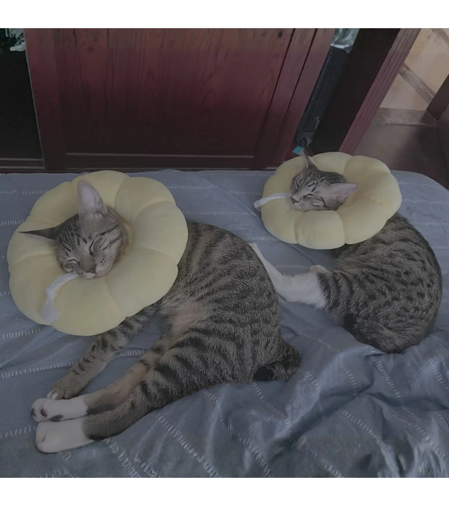 Yi's cats